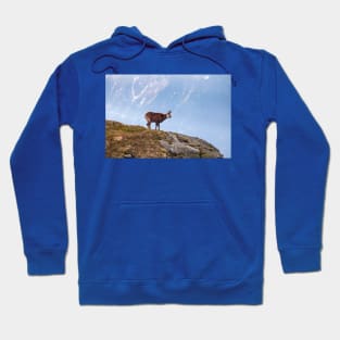 Mountain Chamois in High Tatras National Park Hoodie